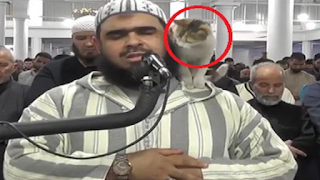 شاهد قطة تقفز على كتف الإمام خلال صلاة التراويح